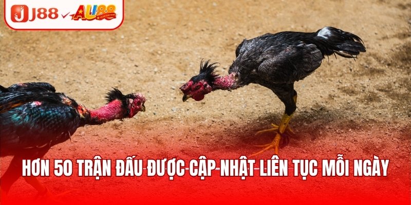 Đá Gà Nòi - Trận Đấu Tranh Tài Kịch Tính, Căng Thẳng 3 Hơn 50 trận đấu tại nhà cái được cập nhật liên tục mỗi ngày