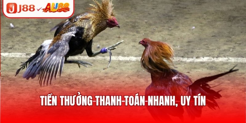 Đá Gà SV388 - Sảnh Chơi Kịch Tính, Cập Nhật Trận Đấu Hot 2 Tiền thưởng thanh toán nhanh, uy tín